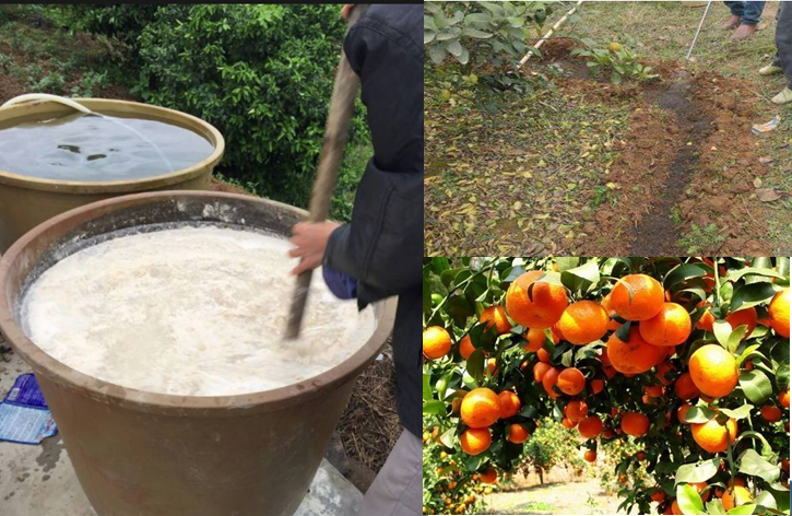 高級果蔬水肥快速發酵劑，水肥專業發酵劑，砂糖桔等高級水果專業快速肥料發酵劑